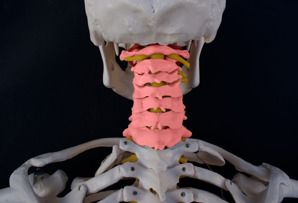 Foraminotomía cervical posterior: qué es, cuándo se indica y cómo es la recuperación